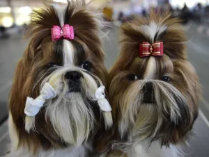 <b class=qtipBold><figcaption>Dog - Show - Exhibition</figcaption></b><br>Two Yorkshire terrier dogs are pictured during the International dog exhibition in Bishkek on October 1, 2017. Dog breeders from Russia, Kazakhstan and Kyrgyzstan take part in the exhibition. / AFP PHOTO / Vyacheslav OSELEDKO<br><em>© Copyright Agence France-Presse (AFP) - All Rights Reserved</em> Dog - Show - Exhibition