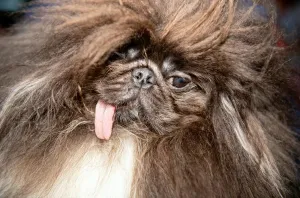 dog-World Ugliest Dog Competition - Animal dog-World Ugliest Dog Competition - Animal
