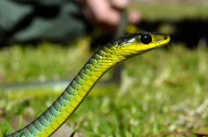 Douniamag-Australia-Lifestyle-Wildlife-Animals-Snakes Douniamag-Australia-Lifestyle-Wildlife-Animals-Snakes