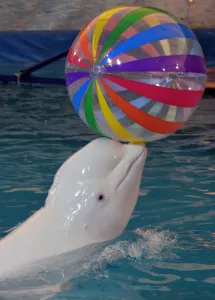 Ball Prints: Douniamag-Kyrgyzstan-Russia-Dolphins-Animals-Environment-Circus