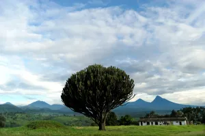 Africa Prints: Drc-Virunga-Volcanoes