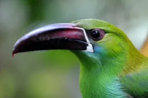 <b class=qtipBold><figcaption>Ecuador-Birds-Reserve</figcaption></b><br>A Crimson rumped Toucanet (Aulacorhynchus haematopygus) is seen at the private reserve of Paz de las Aves (Peace of the Birds) near Nanegalito, Ecuador, 65 Km north of Quito on April 4, 2012. Ecuador is a paradise for bird watching since it has 1600 species, a 13% of the existing in the world. AFP PHOTO/RODRIGO BUENDIA / AFP PHOTO / RODRIGO BUENDIA<br><em>© Copyright Agence France-Presse (AFP) - All Rights Reserved</em> Ecuador-Birds-Reserve