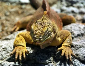 Ecuador-Galapagos-Iguanas Ecuador-Galapagos-Iguanas