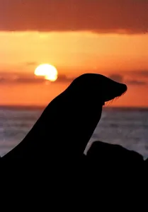 Ecuador-Galapagos-Seal-Jessica