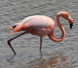Ecuador-Nature-Galapagos