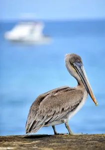 Bird Prints: Ecuador-Nature-Galapagos