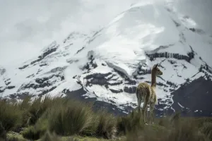 Ecuador-Water-Glacier-Melting