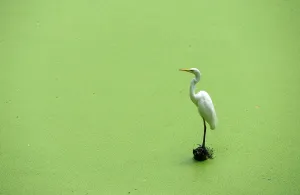 Lake Prints: Egret Perching on Lake Foliage