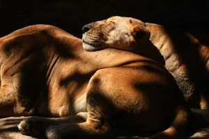 AFP Instagram Collection Prints: El Salvador-Animal-Zoo-Lion