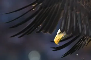 <b class=qtipBold><figcaption>Fbl-Ita-Seriea-Lazio-Udinese-Feature</figcaption></b><br>An eagle, mascot of the Lazio, flies over the stadium prior the Italian Serie A football match between Lazio Rome and Udinese on August 25, 2013, at the Olympic stadium in Rome. AFP PHOTO / GABRIEL BOUYS / AFP PHOTO / GABRIEL BOUYS<br><em>© Copyright Agence France-Presse (AFP) - All Rights Reserved</em> Fbl-Ita-Seriea-Lazio-Udinese-Feature