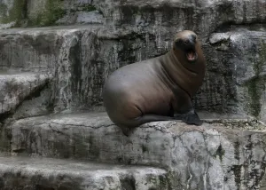 <b class=qtipBold><figcaption>Feature-Austria-Animals</figcaption></b><br>A young seal barks at the Schoenbrunn Zoo in Vienna, Austria on February 16, 2016. The Vienna Zoo (Tiergarten Schonbrunn), located on the grounds of the famous Schonbrunn Palace, was founded as an imperial menagerie in 1752 and is one of the oldest zoos in the world. / AFP PHOTO / JOE KLAMAR<br><em>© Copyright Agence France-Presse (AFP) - All Rights Reserved</em> Feature-Austria-Animals