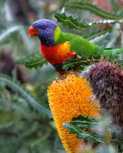 Animal Prints: Files-Australia-Animals-Lorikeet-Offbeat