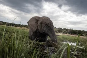 Files-Health-Us-Nature-Animal-Research-Botswana-Safrica Files-Health-Us-Nature-Animal-Research-Botswana-Safrica