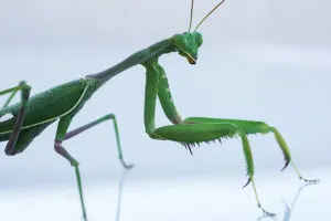 Files-Israel-Animal-Mantis Religiosa