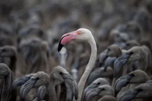<b class=qtipBold><figcaption>Flamingos, Fuente de Piedra Lake</figcaption></b><br>Flamingos move around a pen at Fuente de Piedra lake, 70 kilometres from Malaga, on August 8, 2015 after a tagging and control operation of flamingo chicks to monitor the evolution of the species. The lake, which is the most important breeding ground for flamingos in the Iberian Peninsula, is also a nature reserve and a haven for birds with over 170 different species recorded. AFP PHOTO / JORGE GUERRERO / AFP PHOTO / Jorge Guerrero<br><em>© Copyright Agence France-Presse (AFP) - All Rights Reserved</em> Flamingos, Fuente de Piedra Lake