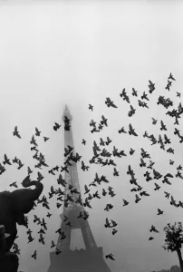 Vintage And Archive Prints: Flight of pigeons in front of the Eiffel Tower