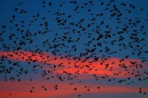 Flocks of ravens from northern Poland and Russia arrive in the southern Czech town