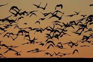 Bird Prints: Flocks of ravens from northern Poland and Russia arrive in the southern Czech town