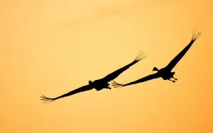 <b class=qtipBold><figcaption>Flying Sunset Crane Pair</figcaption></b><br>Cranes fly during a sunset on March 10, 2015 in Gudow, Germany. AFP PHOTO / DPA / DANIEL REINHARDT +++GERMANY OUT / AFP PHOTO / DPA / DANIEL REINHARDT<br><em>© Copyright Agence France-Presse (AFP) - All Rights Reserved</em> Flying Sunset Crane Pair
