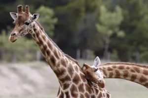 <b class=qtipBold><figcaption>France-African-Reserve-Sigean</figcaption></b><br>Giraffes wander about at the African Reserve (Reserve Africaine ) of Sigean, southern France on May 24, 2016. / AFP PHOTO / RAYMOND ROIG<br><em>© Copyright Agence France-Presse (AFP) - All Rights Reserved</em> France-African-Reserve-Sigean