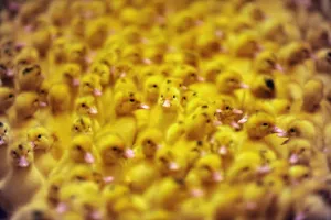 <b class=qtipBold><figcaption>France-Agriculture-Farming-Ducklings</figcaption></b><br>Ducklings are pictured on the farm of Claude et Annie Lataillade in Bidache, southwestern France, on May 23, 2016. / AFP PHOTO / IROZ GAIZKA<br><em>© Copyright Agence France-Presse (AFP) - All Rights Reserved</em> France-Agriculture-Farming-Ducklings