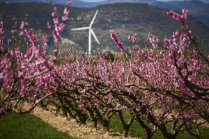Nature Prints: France-Agriculture-Fruits-Orchards-Spring-Weather-Feature