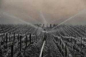 France-Agriculture-Wine-Weather France-Agriculture-Wine-Weather