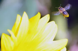 Nature Prints: France-Animal-Environment