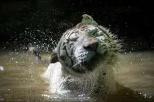 <b class=qtipBold><figcaption>France-Animal-Feature</figcaption></b><br>A white tiger shakes off water while swimming at the Beauval Zoo in Saint-Aignan, near Tours, on June 23, 2016. / AFP PHOTO / GUILLAUME SOUVANT<br><em>© Copyright Agence France-Presse (AFP) - All Rights Reserved</em> France-Animal-Feature