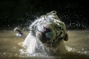 <b class=qtipBold><figcaption>France-Animal-Feature</figcaption></b><br>A white tiger shakes off water while swimming at the Beauval Zoo in Saint-Aignan, near Tours, on June 23, 2016. / AFP PHOTO / GUILLAUME SOUVANT<br><em>© Copyright Agence France-Presse (AFP) - All Rights Reserved</em> France-Animal-Feature