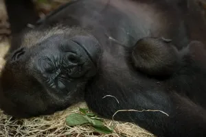 <b class=qtipBold><figcaption>France-Animal-Feature</figcaption></b><br>A mother gorilla (L) and its baby sleep at the Beauval Zoo in Saint-Aignan, near Tours, on June 23, 2016. / AFP PHOTO / GUILLAUME SOUVANT<br><em>© Copyright Agence France-Presse (AFP) - All Rights Reserved</em> France-Animal-Feature