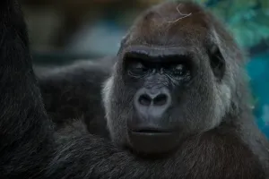 <b class=qtipBold><figcaption>France-Animal-Feature</figcaption></b><br>A gorilla is pictured at the Beauval Zoo in Saint-Aignan, near Tours, on June 23, 2016. / AFP PHOTO / GUILLAUME SOUVANT<br><em>© Copyright Agence France-Presse (AFP) - All Rights Reserved</em> France-Animal-Feature