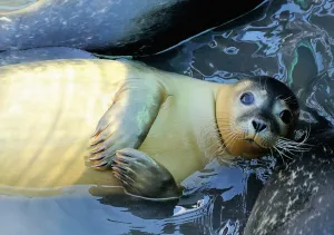 <b class=qtipBold><figcaption>France-Animal-Seal</figcaption></b><br>Seals, under the protection and supervision of the 'Picardie Nature' Association, swim in a pond on August 1, 2013 in Saint-Valery-sur-Somme, northern France. AFP PHOTO / PHILIPPE HUGUEN / AFP PHOTO / PHILIPPE HUGUEN<br><em>© Copyright Agence France-Presse (AFP) - All Rights Reserved</em> France-Animal-Seal