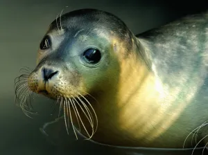 France Prints: France-Animal-Seal