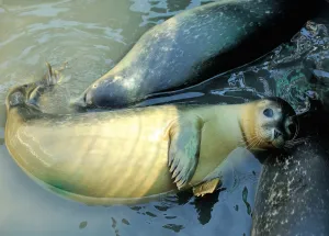 <b class=qtipBold><figcaption>France-Animal-Seals</figcaption></b><br>Seals, under the protection and supervision of the 'Picardie Nature' Association, swim in Saint-Valery-sur-Somme, northern France. AFP PHOTO / PHILIPPE HUGUEN / AFP PHOTO / PHILIPPE HUGUEN<br><em>© Copyright Agence France-Presse (AFP) - All Rights Reserved</em> France-Animal-Seals