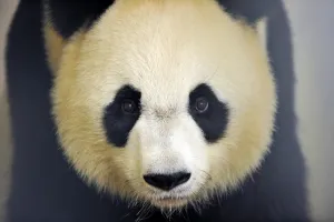 <b class=qtipBold><figcaption>France-Animal-Zoo-Panda</figcaption></b><br>Seven years old female panda Huan-Huan looks on before undergoing an ultrasound test on June 23, 2016 at the zoological park of Beauval in Saint-Aignan, after presenting signs of pregnancy since few weeks. / AFP PHOTO / GUILLAUME SOUVANT<br><em>© Copyright Agence France-Presse (AFP) - All Rights Reserved</em> France-Animal-Zoo-Panda