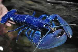 France-Animals