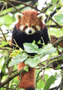 <b class=qtipBold><figcaption>France-Animals-Red Panda</figcaption></b><br>Vertical, Animals, 000 Par8280904<br><em>© Copyright Agence France-Presse (AFP) - All Rights Reserved</em> France-Animals-Red Panda