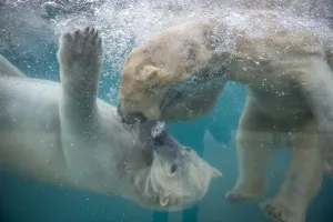 <b class=qtipBold><figcaption>France-Animals-Zoo-Bear</figcaption></b><br>A photo taken on March 15, 2016 shows polar bears at the zoo in Mulhouse, eastern France. / AFP PHOTO / SEBASTIEN BOZON<br><em>© Copyright Agence France-Presse (AFP) - All Rights Reserved</em> France-Animals-Zoo-Bear