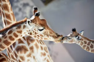 <b class=qtipBold><figcaption>France-Animals-Zoo-Giraffe</figcaption></b><br>Baby giraffe of Niger (Giraffa Camelopardalis) "Kenai" (R), born on August 25, 2016, kisses his mother "Dioni" on August 31, 2016 at the zoo of La Fleche, northwestern France. / AFP PHOTO / JEAN-FRANCOIS MONIER<br><em>© Copyright Agence France-Presse (AFP) - All Rights Reserved</em> France-Animals-Zoo-Giraffe