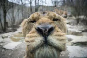 <b class=qtipBold><figcaption>France-Animals-Zoo-Lion</figcaption></b><br>A photo taken on March 15, 2016 shows an Asian lion at the zoo in Mulhouse, eastern France. / AFP PHOTO / SEBASTIEN BOZON<br><em>© Copyright Agence France-Presse (AFP) - All Rights Reserved</em> France-Animals-Zoo-Lion