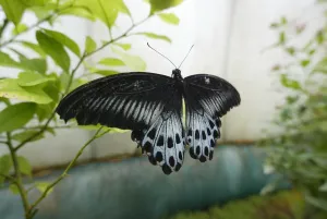 Butterfly Prints: France-Art-Butterflies