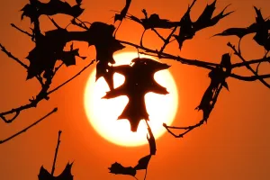 <b class=qtipBold><figcaption>FRANCE - AUTUMN - SUNSET - OAK TREE</figcaption></b><br>A picture taken on October 16, 2017 in Le Gavre, western France, shows oak leaves silhouetted in the Autum sun. / AFP PHOTO / LOIC VENANCE<br><em>© Copyright Agence France-Presse (AFP) - All Rights Reserved</em> FRANCE - AUTUMN - SUNSET - OAK TREE