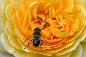 Nature Prints: France-Bee-Flower-Nature-Yellow-Rose