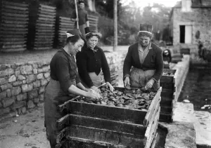 Vintage And Archive Prints: France-Brittany-Oysters