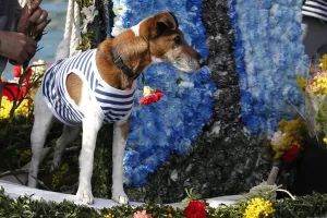 <b class=qtipBold><figcaption>France-Carnival-Festival-Flowers</figcaption></b><br>A dog stands on a flower-decorated boat during the traditional "battle of flowers" carnival event, on February 15, 2016, in Villefranche-sur-Mer, southeastern France. / AFP PHOTO / VALERY HACHE<br><em>© Copyright Agence France-Presse (AFP) - All Rights Reserved</em> France-Carnival-Festival-Flowers