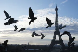 <b class=qtipBold><figcaption>France-Eiffel-Tower-Feature</figcaption></b><br>Pigeons flying in front of the Eiffel Tower at sunrise in Paris on April 3, 2016. / AFP PHOTO / DOMINIQUE FAGET<br><em>© Copyright Agence France-Presse (AFP) - All Rights Reserved</em> France-Eiffel-Tower-Feature