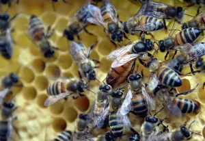 Nature Prints: France-Environment-Bees