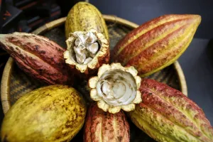 France-Gastronomy-Chocolate