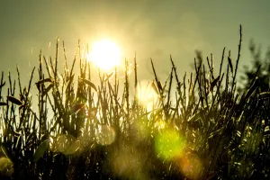 Nature Prints: France-Meteo-Heat-Sun-Nature